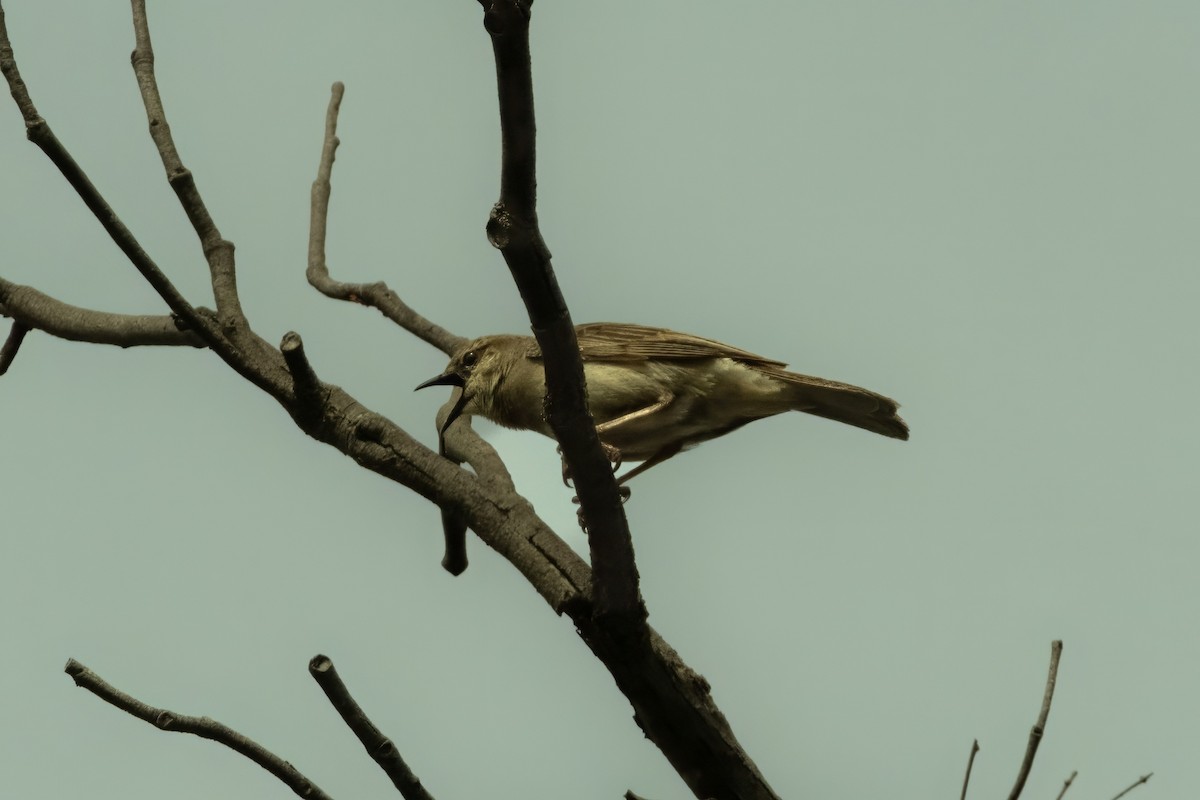 Rufous Songlark - ML644438646