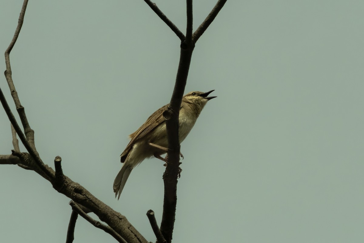 Rufous Songlark - ML644438647