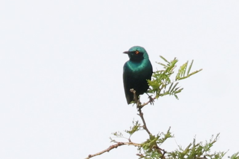 Greater Blue-eared Starling - ML644438648