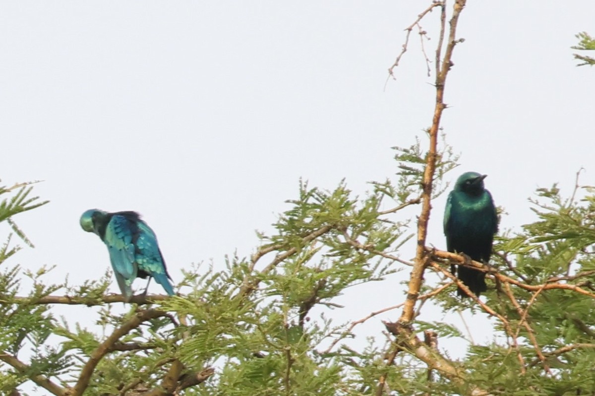 Greater Blue-eared Starling - ML644438649