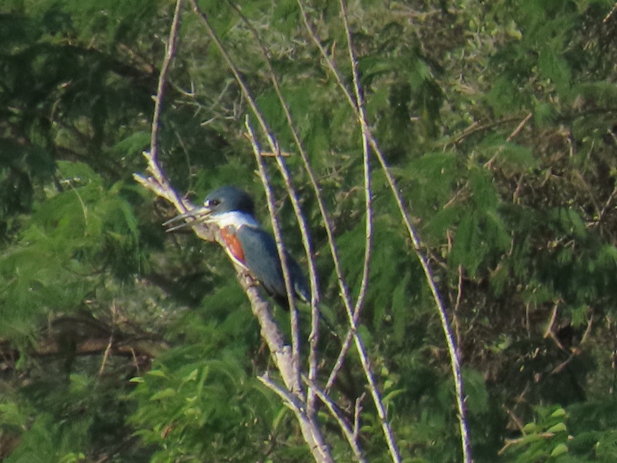 Ringed Kingfisher - ML644438650