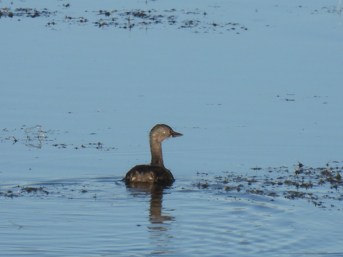 Least Grebe - ML644438654