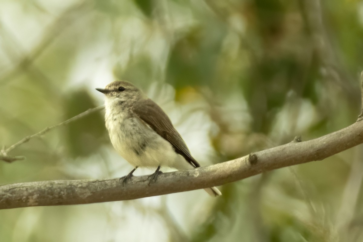 Weißschwanzschnäpper - ML644438655