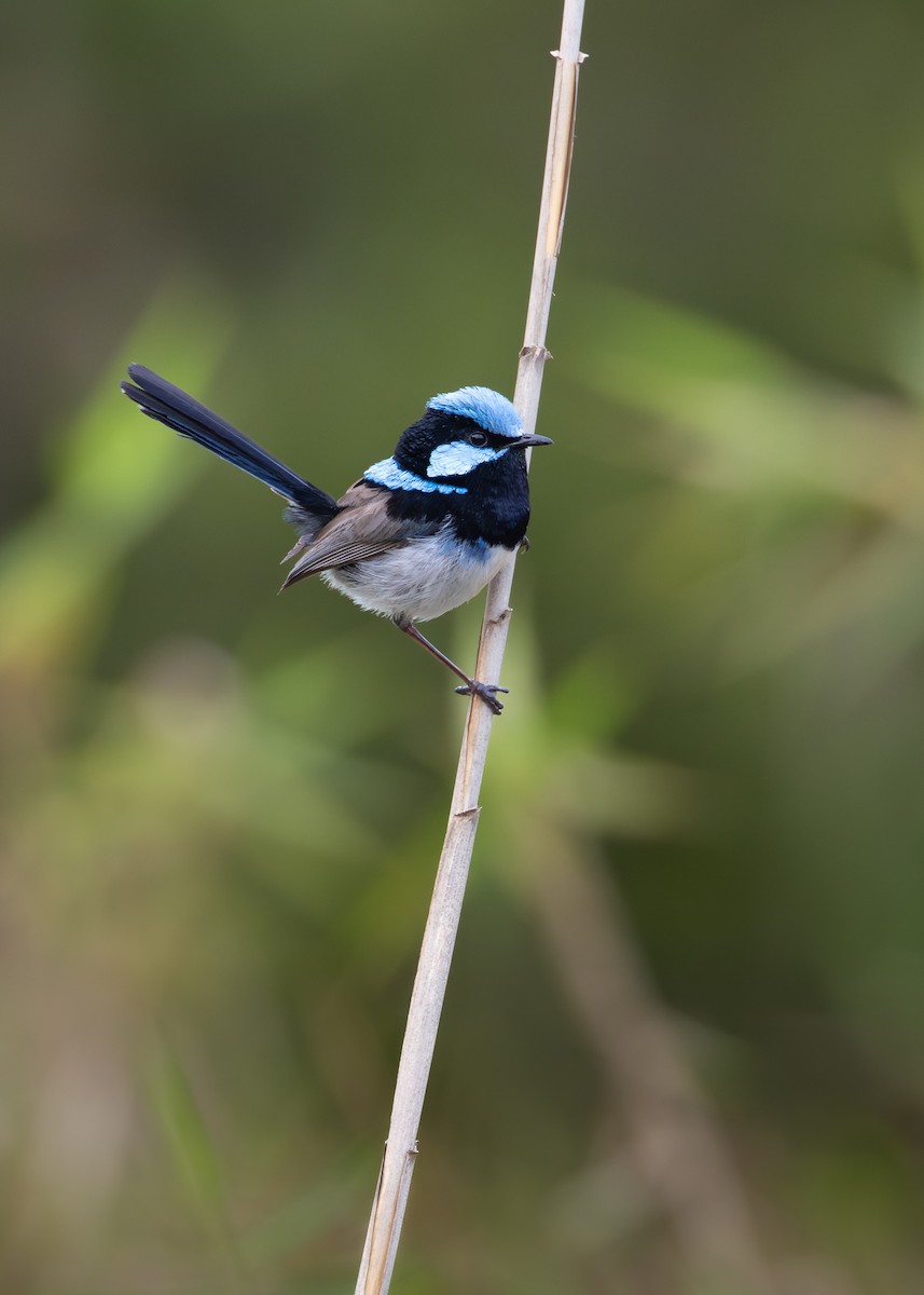 Superb Fairywren - ML644438661