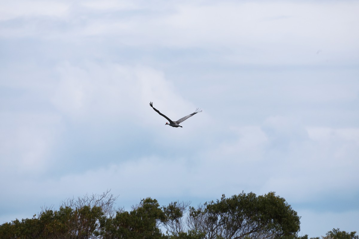 Brolga - ML644438662