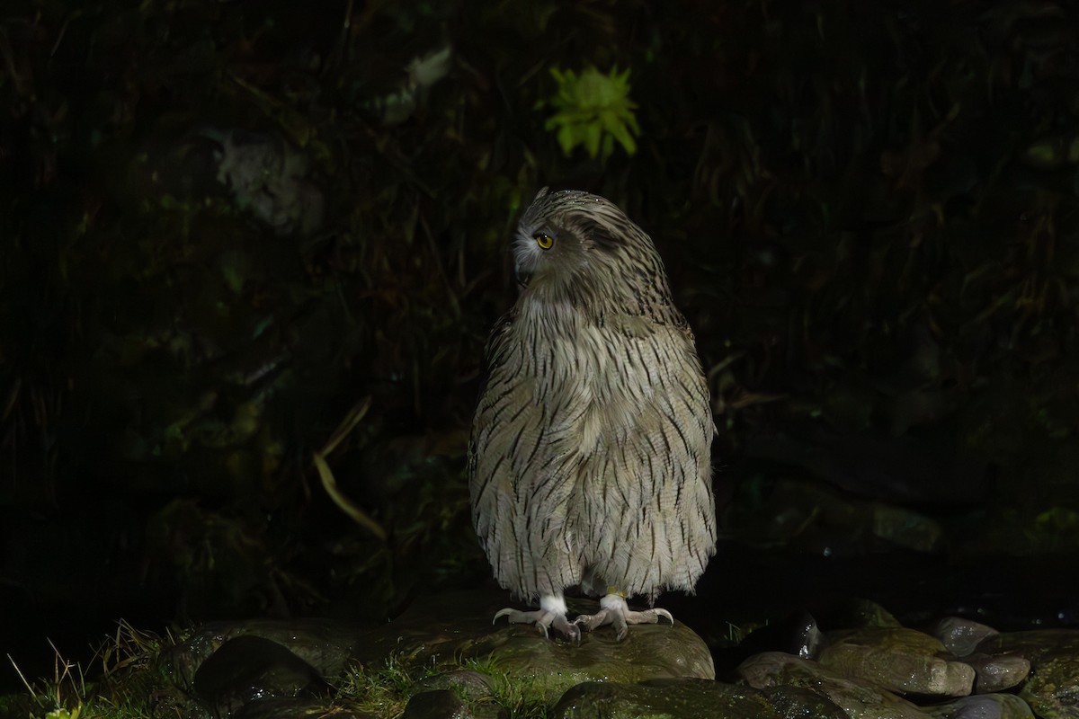 Blakiston's Fish-Owl - ML644438666