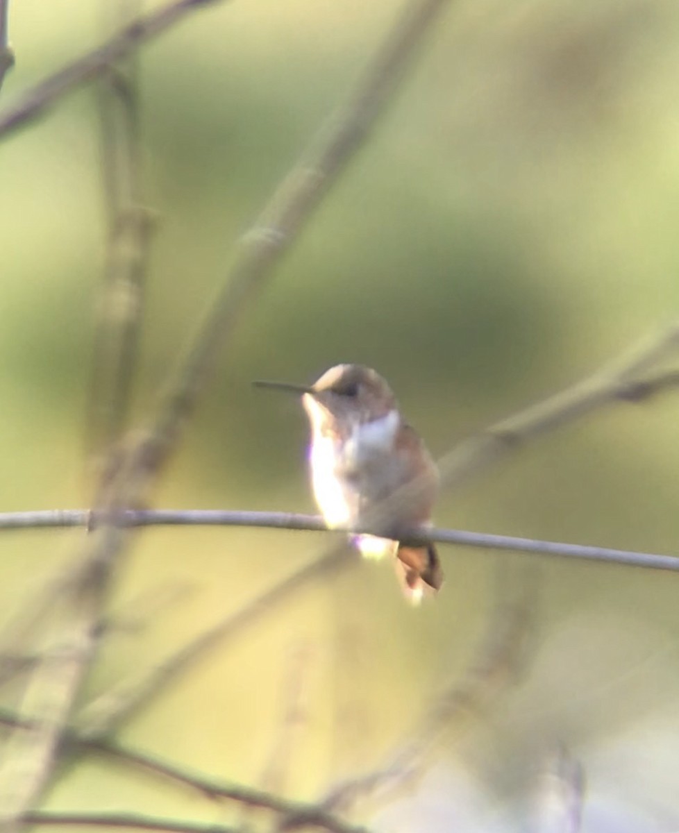 Rufous/Allen's Hummingbird - ML644438668