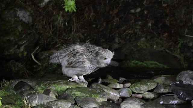 Blakiston's Fish-Owl - ML644438669