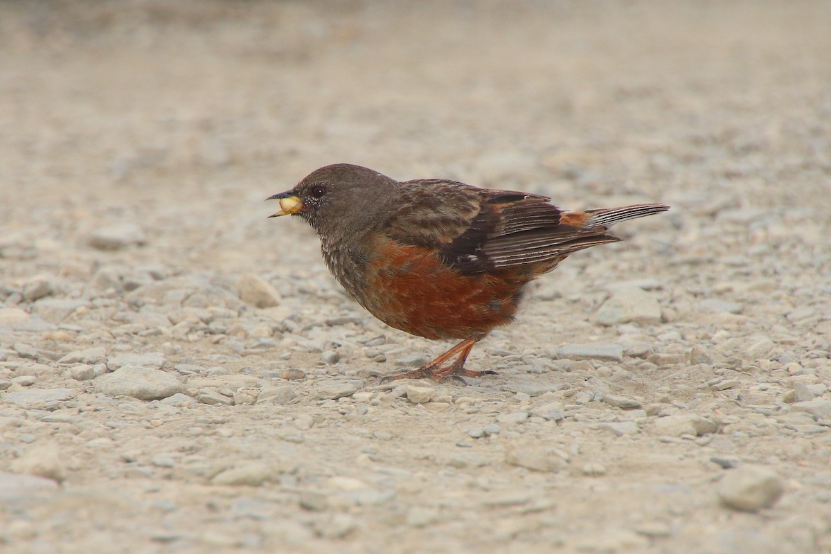 Sordone - ML644438672