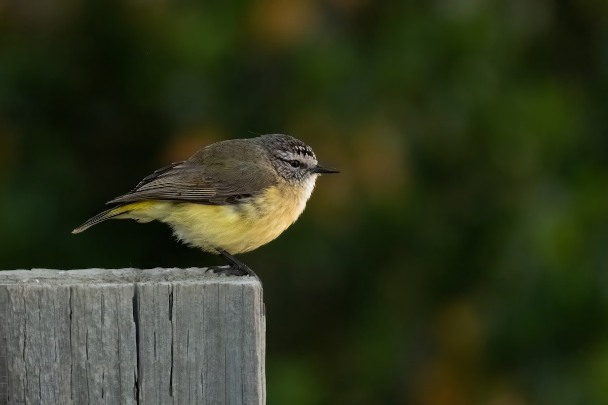 コモントゲハシムシクイ - ML644438678