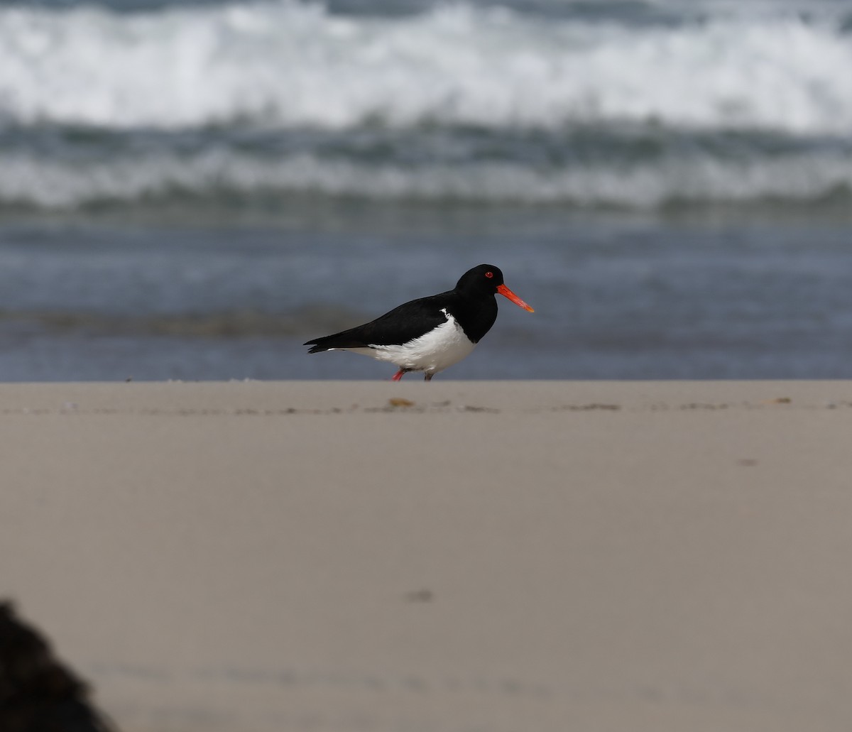 Pied Oystercatcher - ML644438688