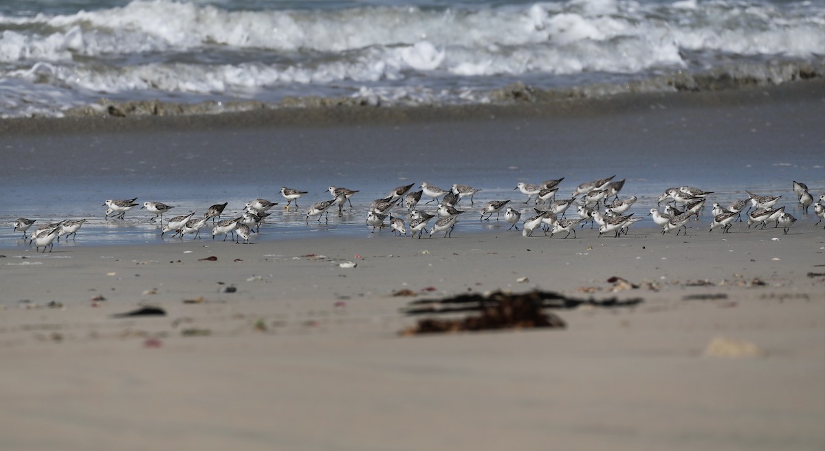 Sanderling - ML644438701