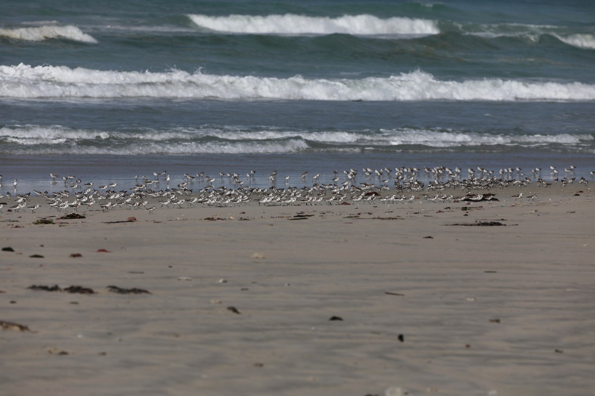 Sanderling - ML644438702