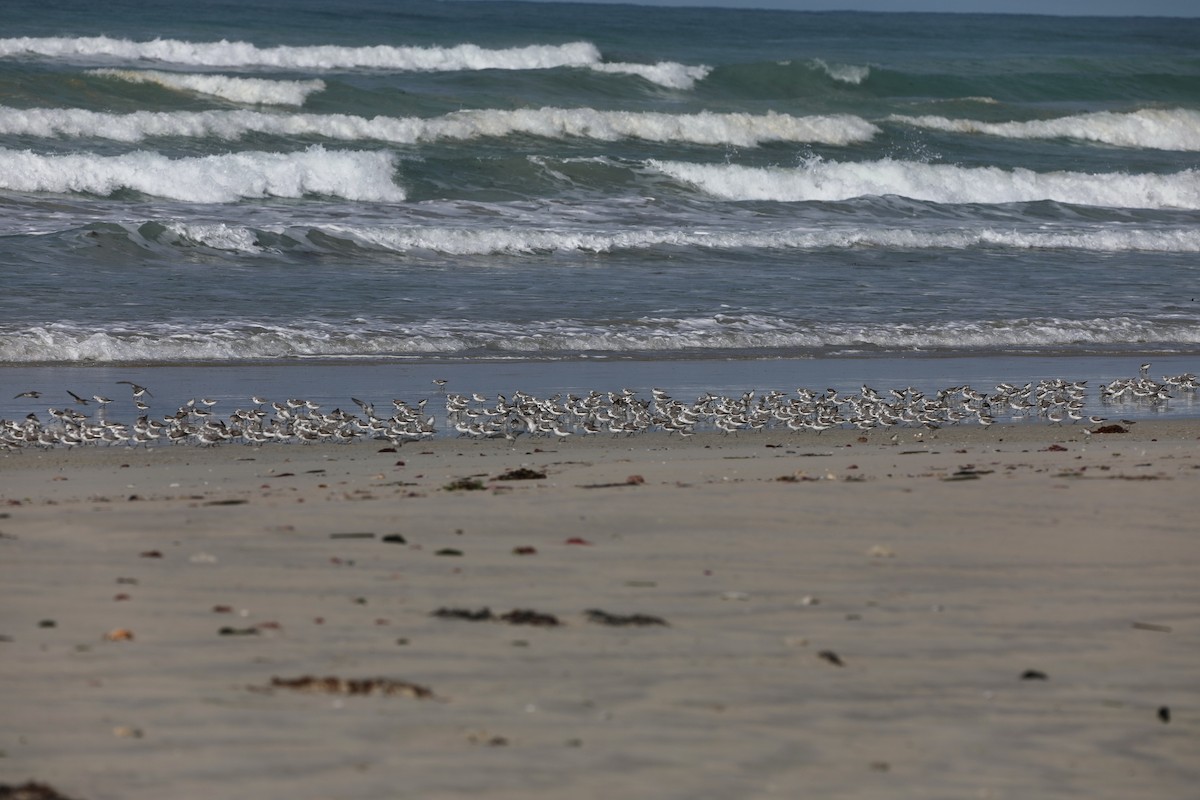 Sanderling - ML644438703