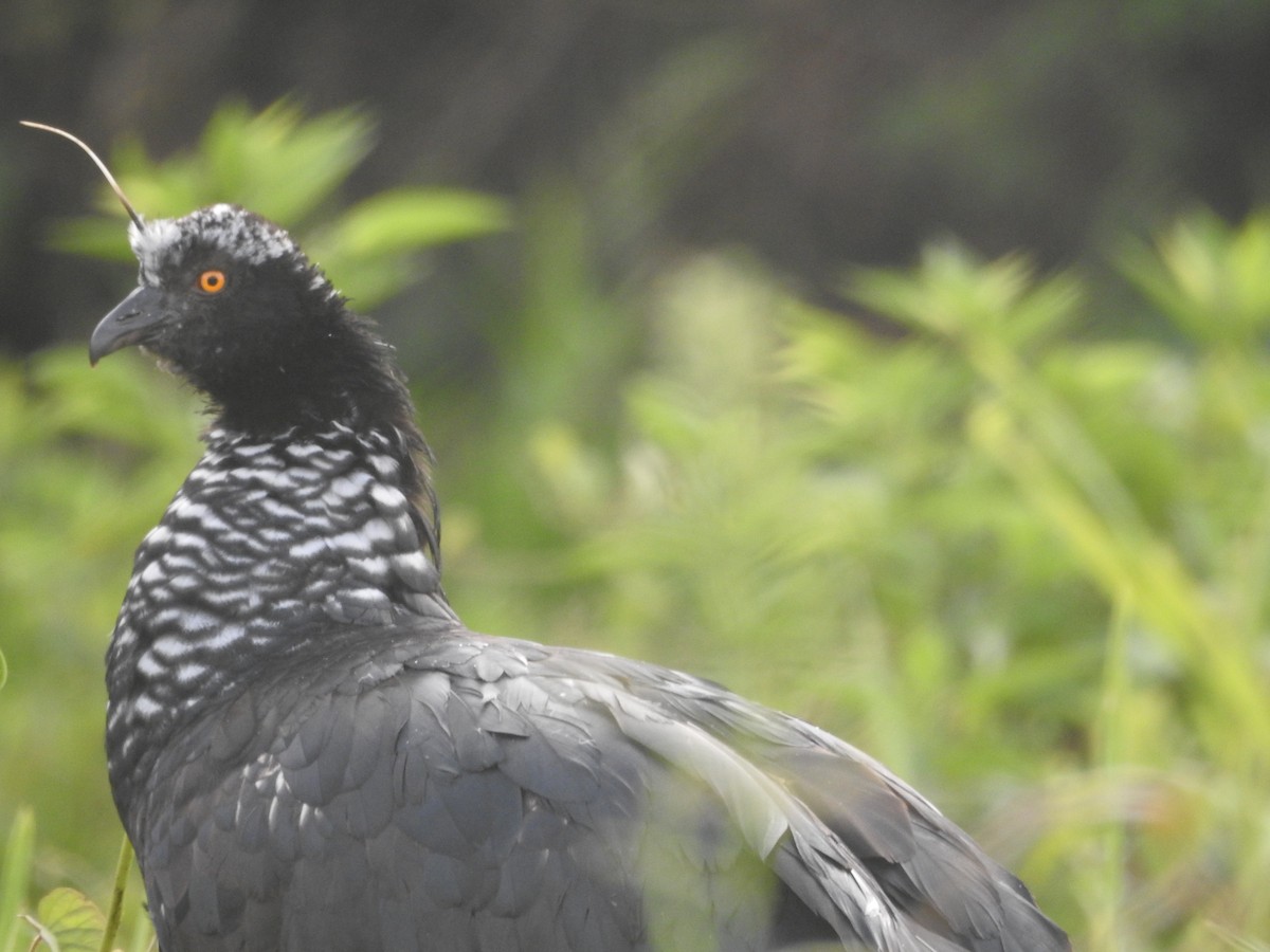 ツノサケビドリ - ML644438715