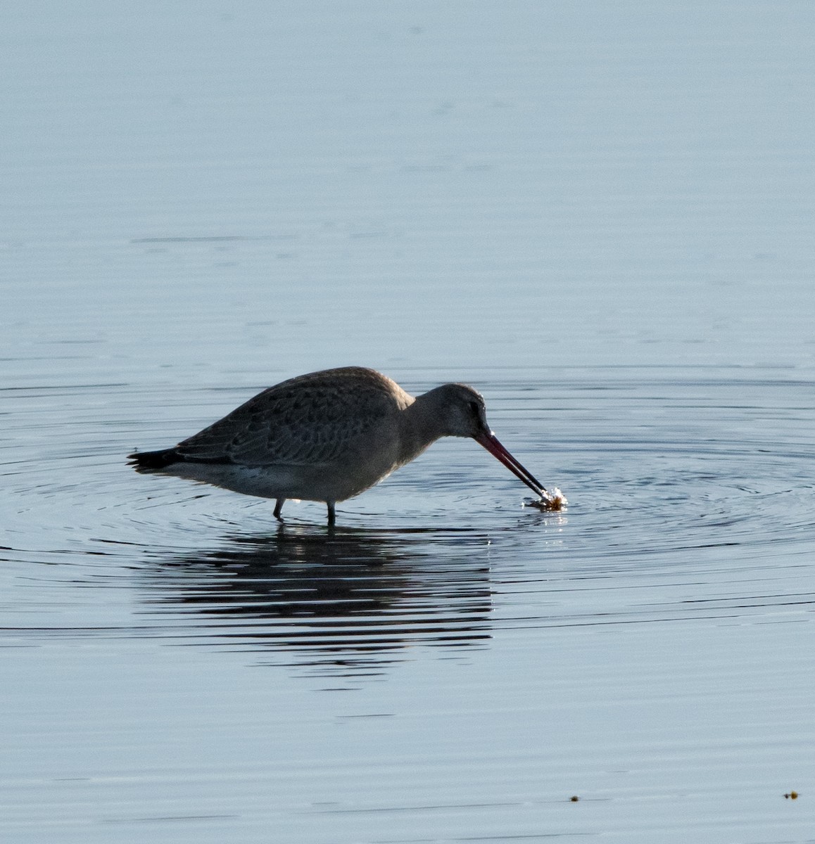 Грицик канадський - ML644438728