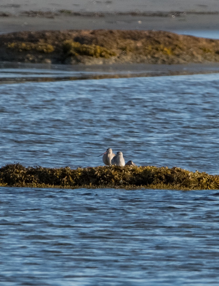 Грицик канадський - ML644438729