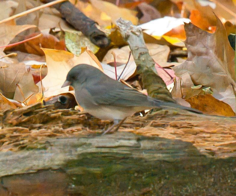 Dark-eyed Junco - ML644438731