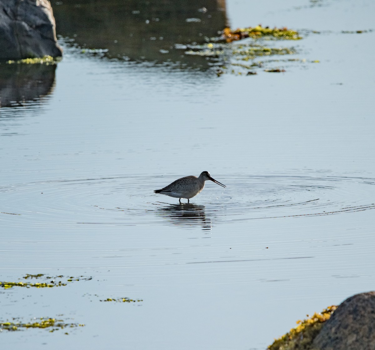 Грицик канадський - ML644438732