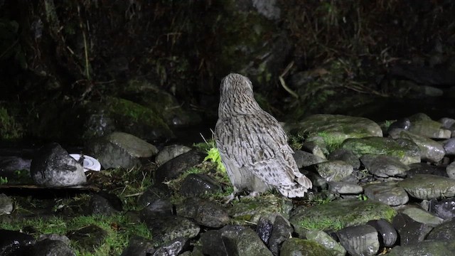Blakiston's Fish-Owl - ML644438737