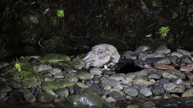 Blakiston's Fish-Owl - ML644438765