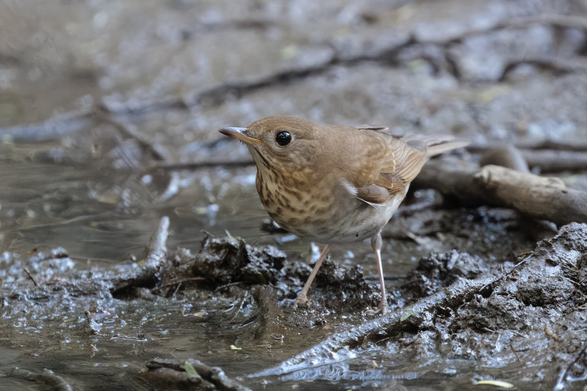 Дрізд-короткодзьоб бурий - ML644438768