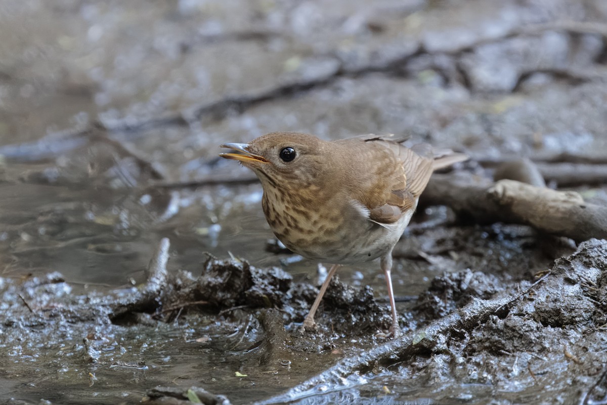 Дрізд-короткодзьоб бурий - ML644438769