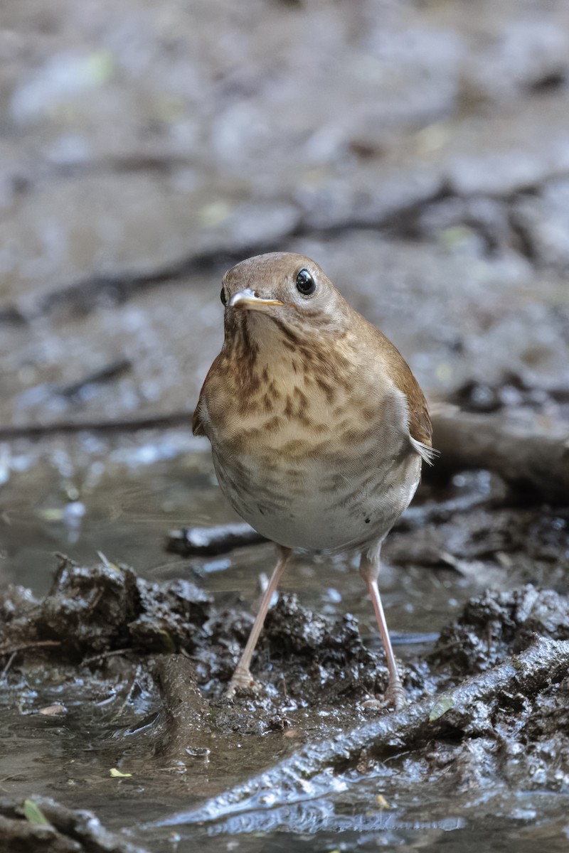 Дрізд-короткодзьоб бурий - ML644438770