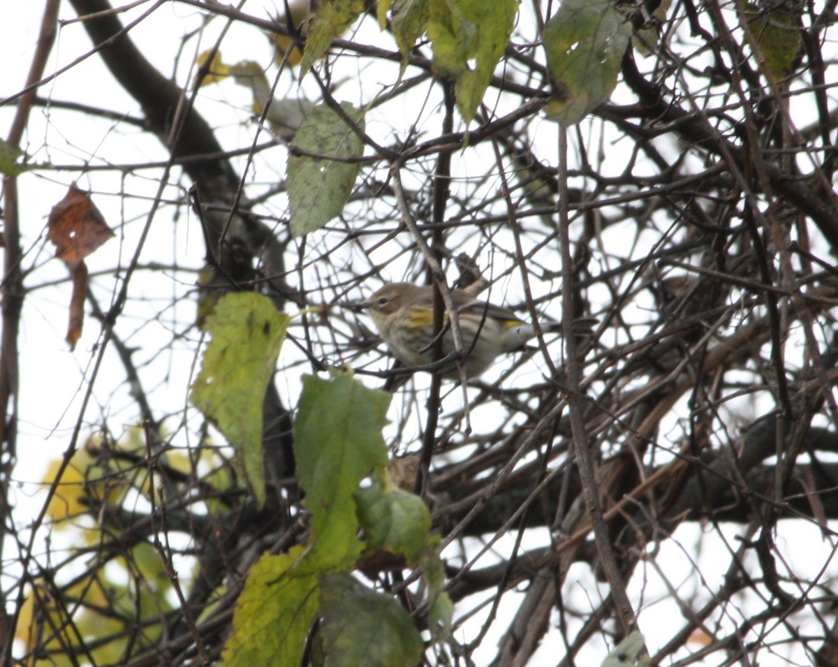Yellow-rumped Warbler - ML644438781
