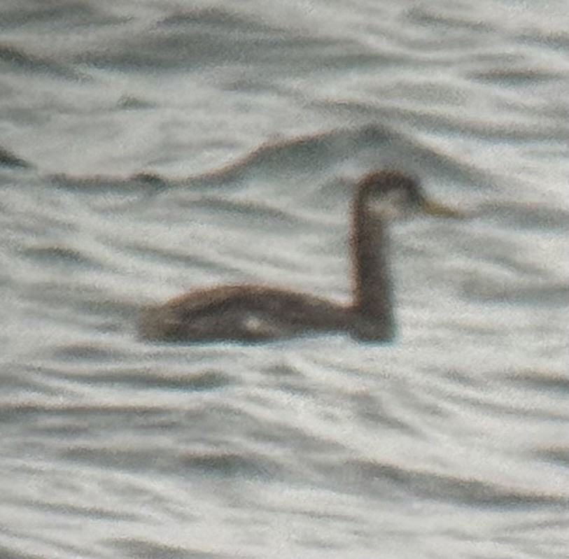 Somormujo Cuellirrojo - ML644438792