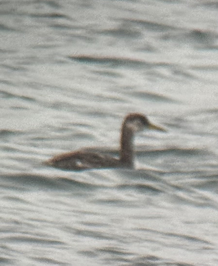 Somormujo Cuellirrojo - ML644438793