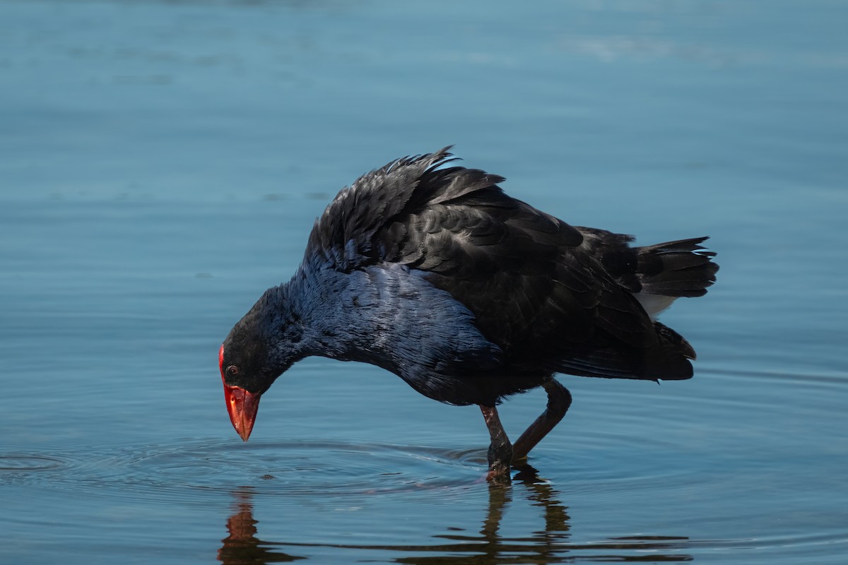 Australasian Swamphen - ML644438808
