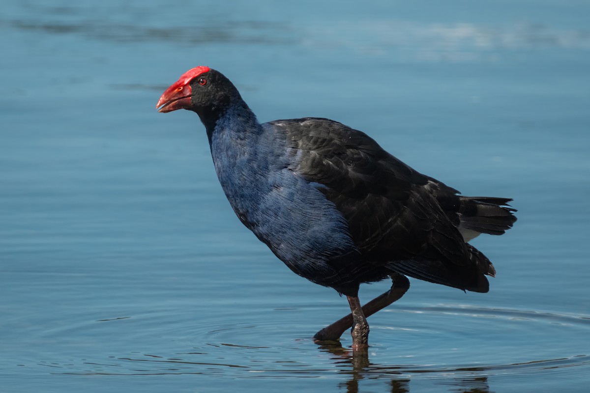 Australasian Swamphen - ML644438809