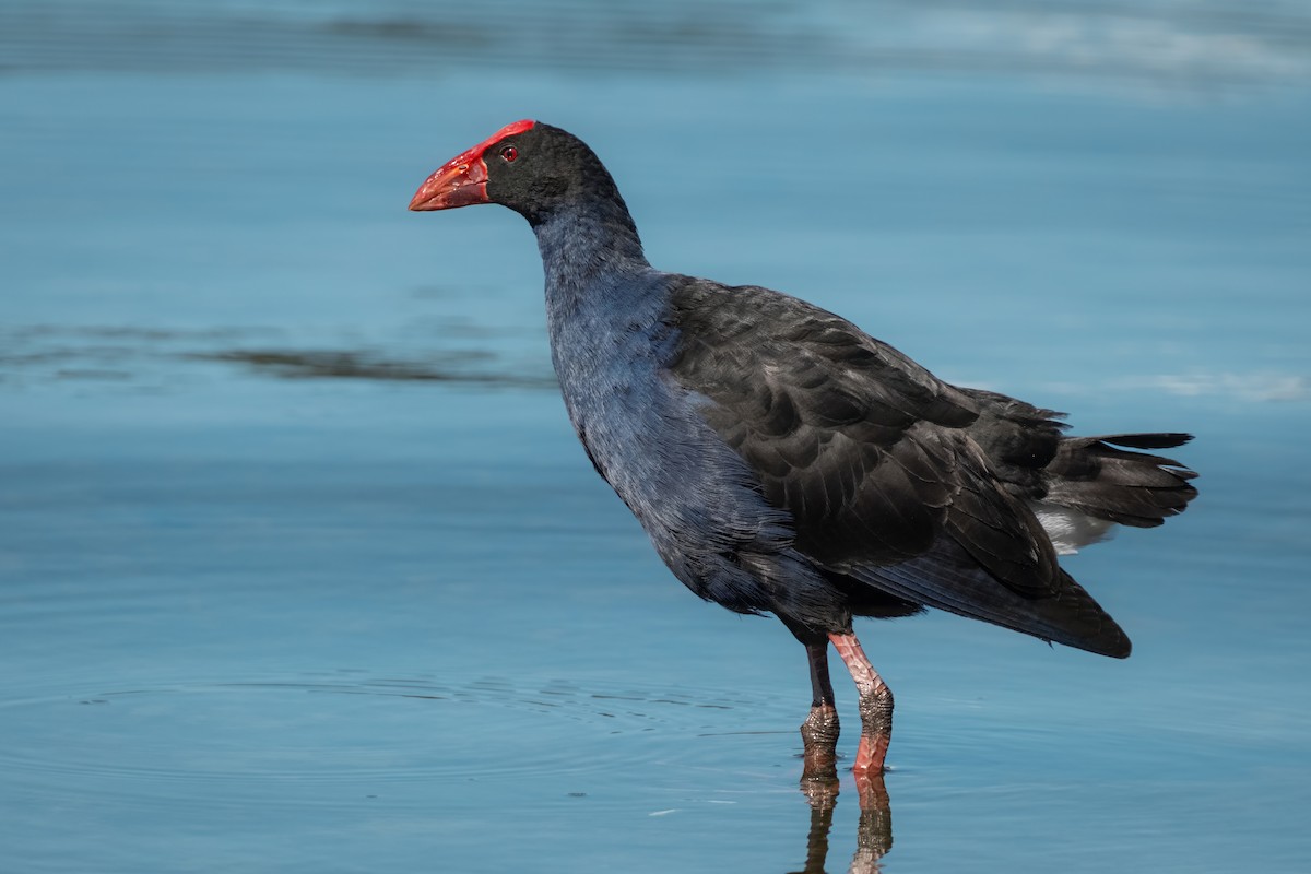 Australasian Swamphen - ML644438810