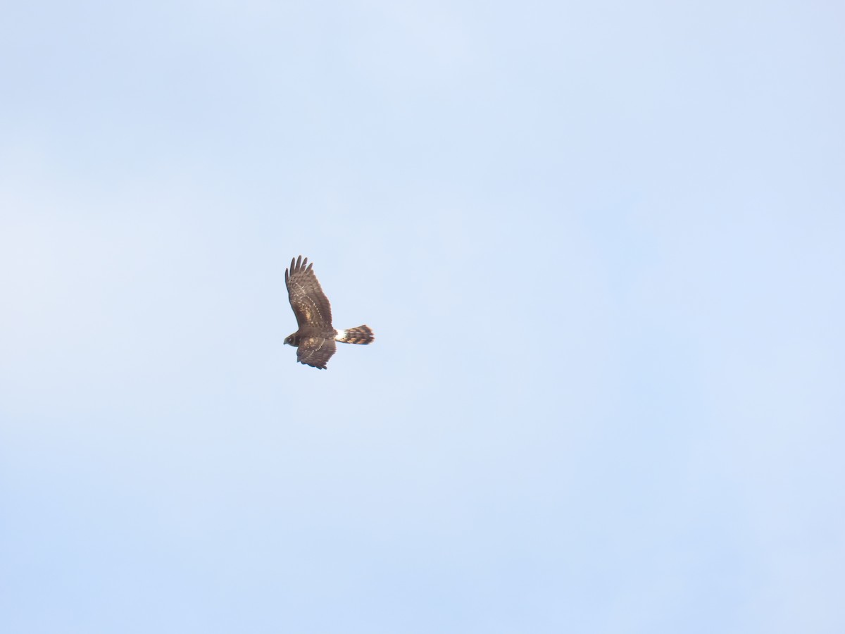 Aguilucho de Hudson - ML644438811