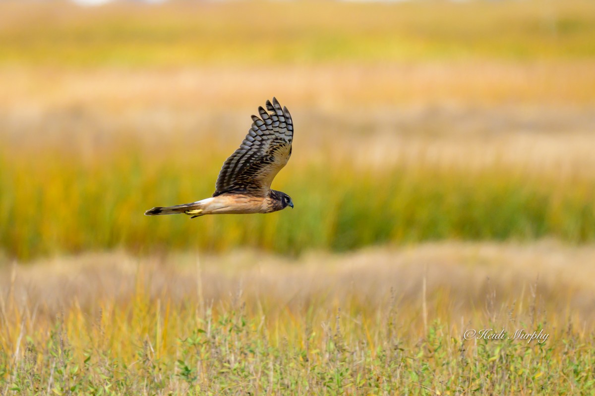 Aguilucho de Hudson - ML644438817