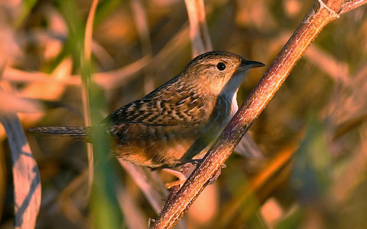 Sedge Wren - ML644438819