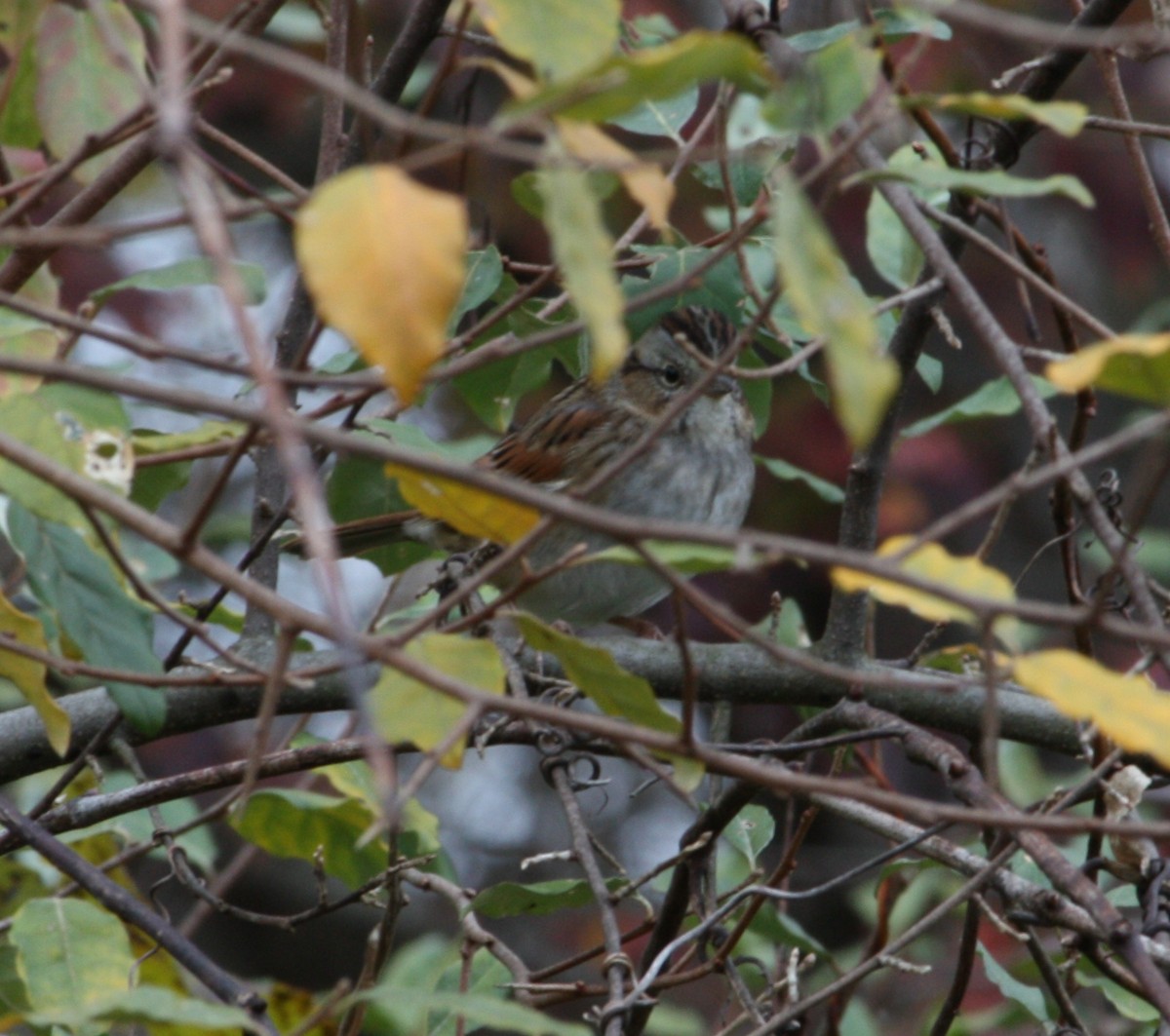Swamp Sparrow - ML644438841