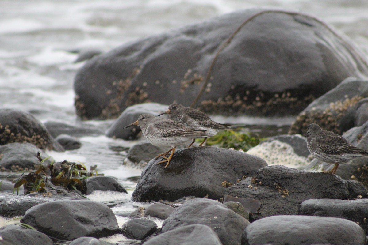 klippesnipe - ML644438857