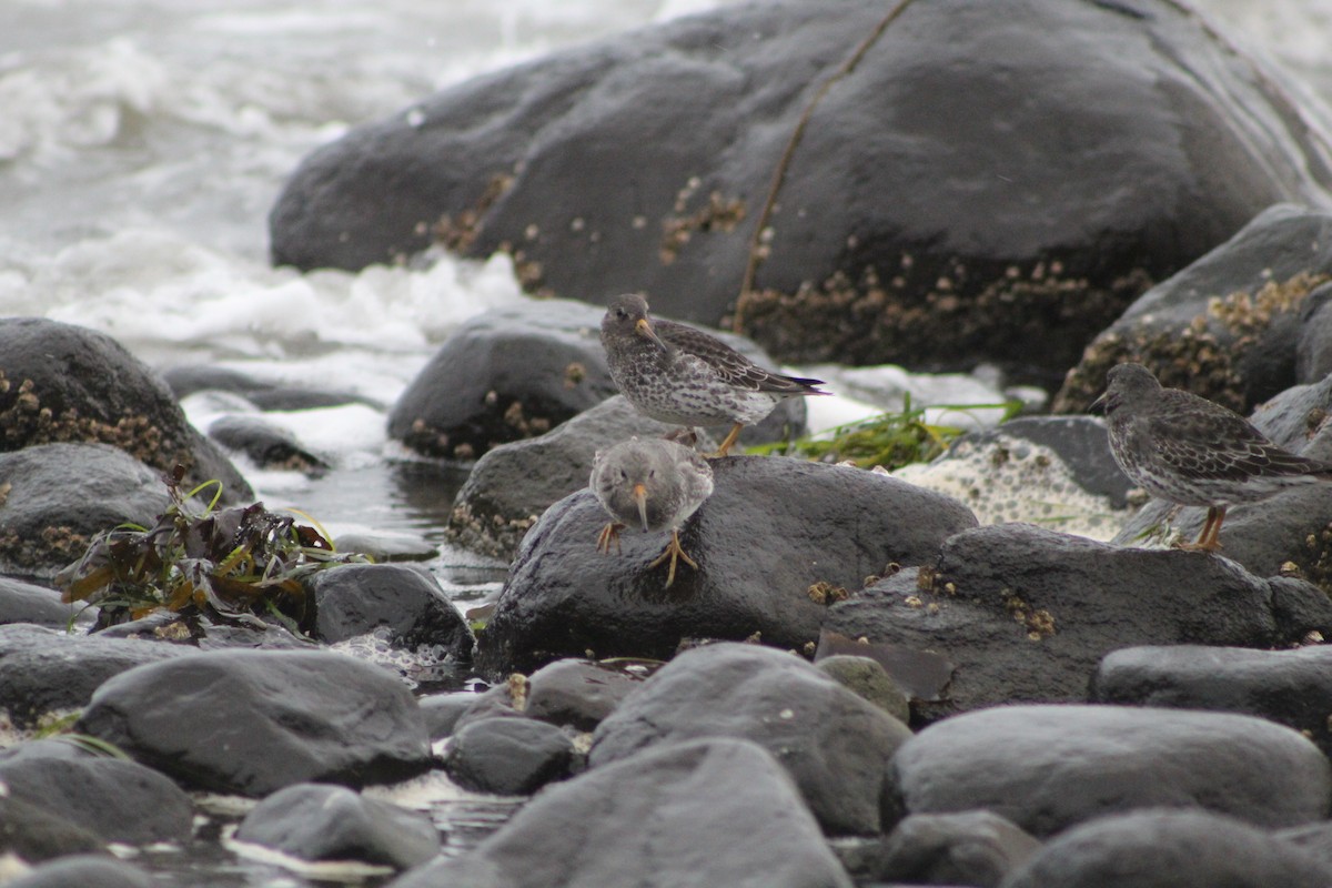 klippesnipe - ML644438858