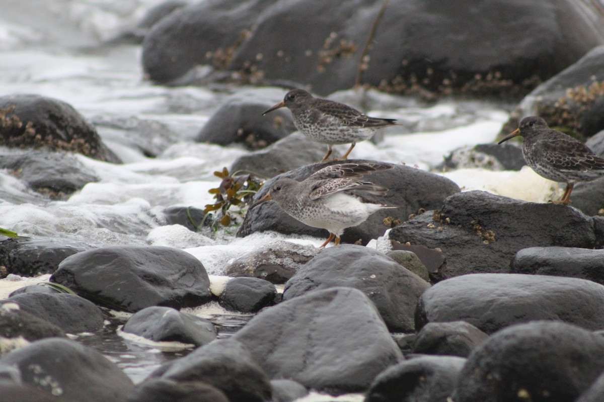 klippesnipe - ML644438859