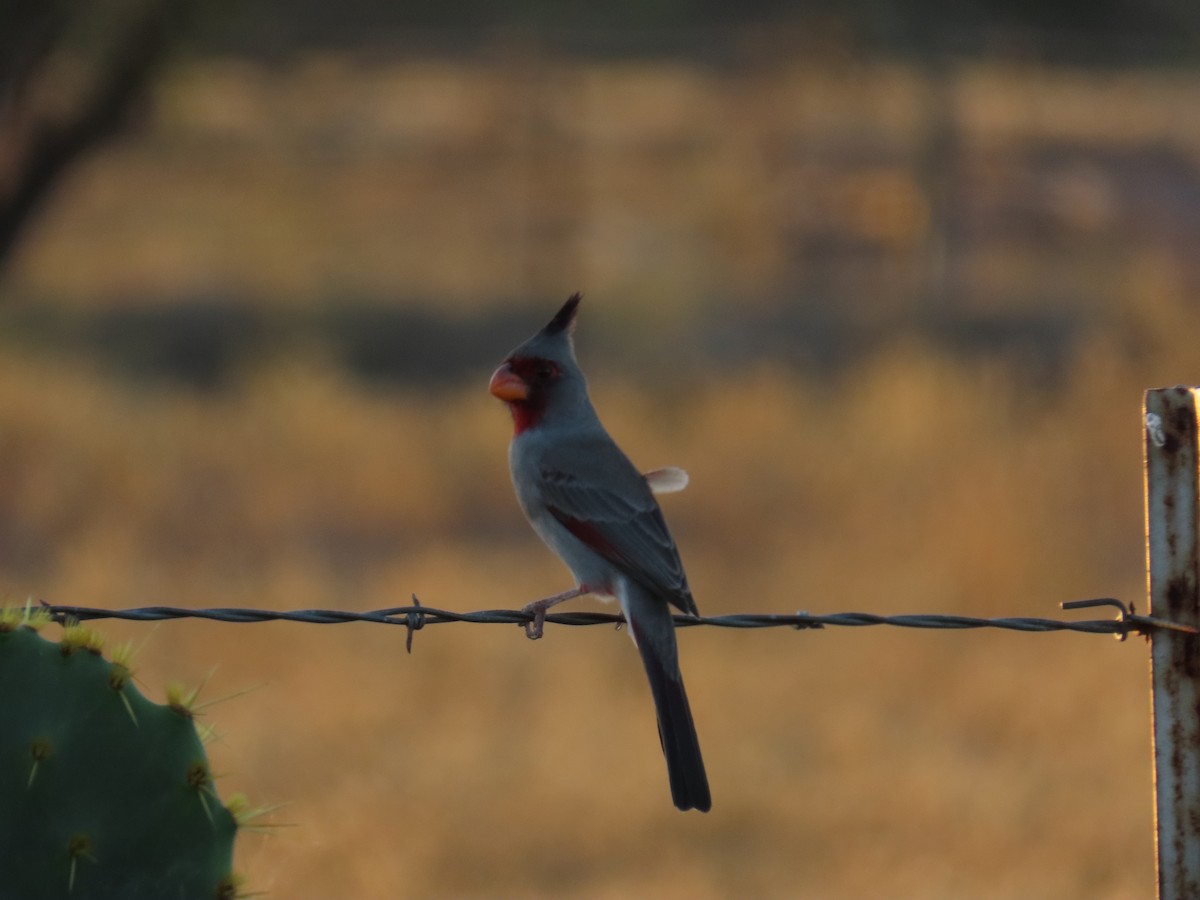 Pyrrhuloxia - Nathaniel Cooley