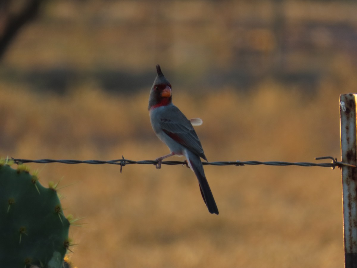 Pyrrhuloxia - Nathaniel Cooley