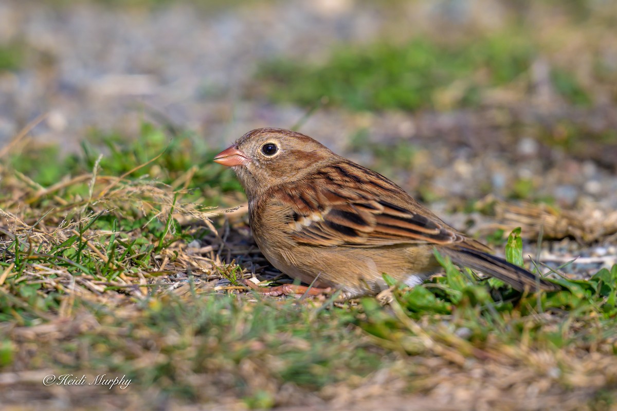 markspurv - ML644438864