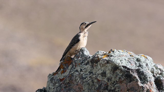 Andean Flicker - ML644438879