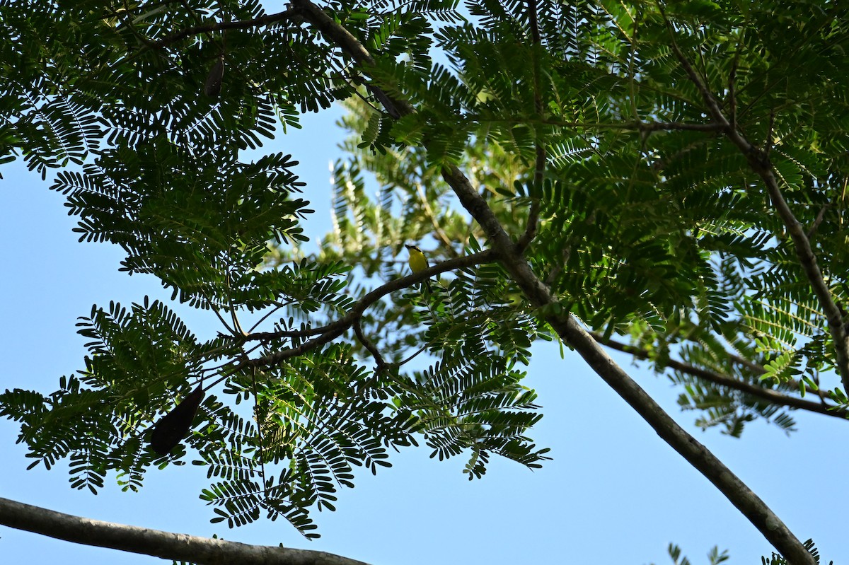Yellow-browed Tody-Flycatcher - ML644438881