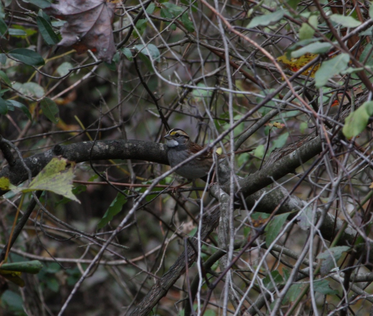 White-throated Sparrow - ML644438891