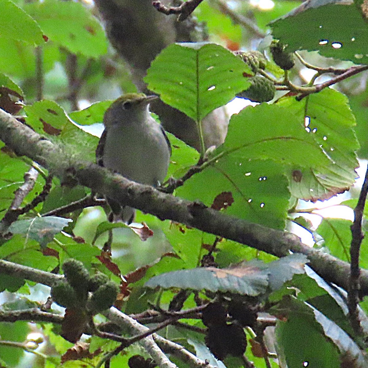 Paruline à flancs marron - ML644438894