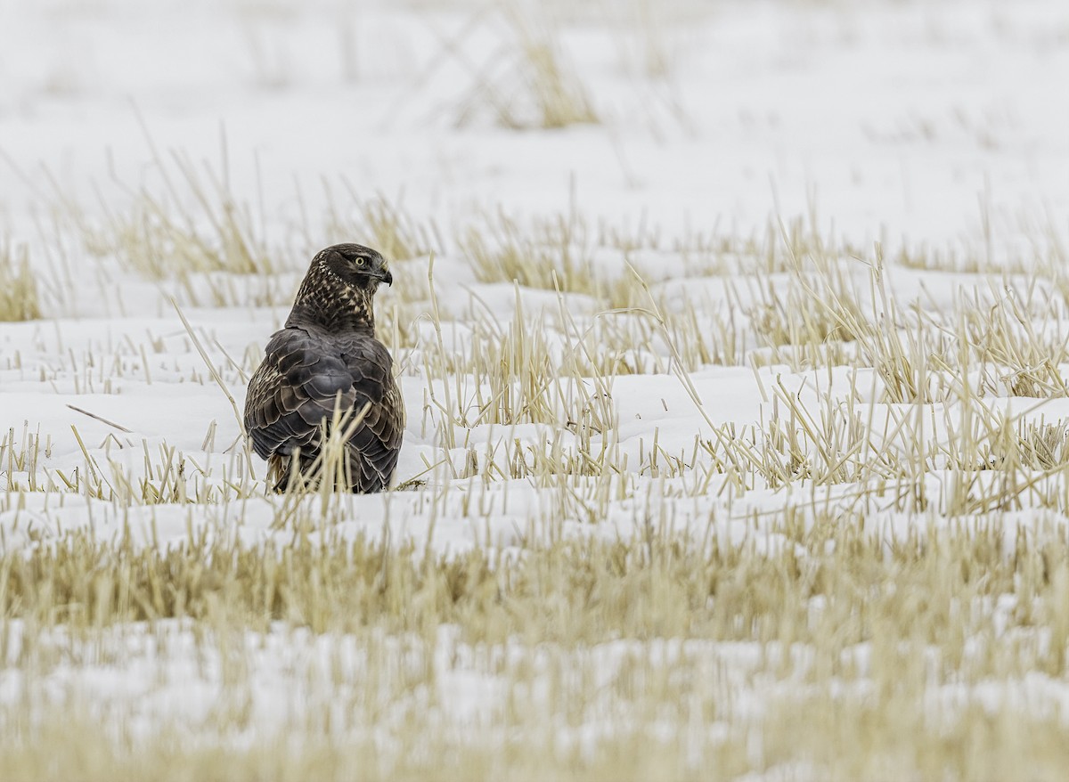 Aguilucho de Hudson - ML644438896