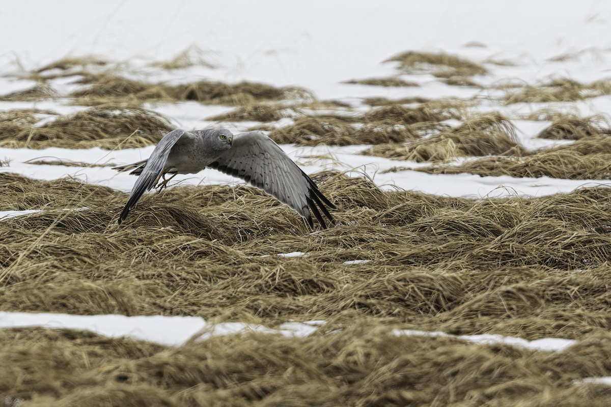 Aguilucho de Hudson - ML644438897